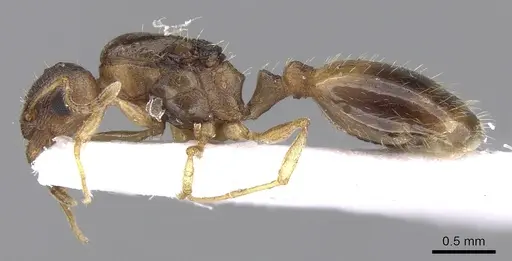 Temnothorax ariadnae specimen CASENT0906019 image casent0906019_3