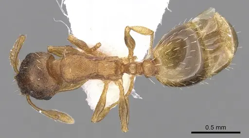 Temnothorax ariadnae specimen CASENT0906020 image casent0906020_1