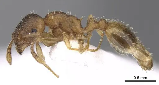 Temnothorax ariadnae specimen CASENT0906020 image casent0906020_3