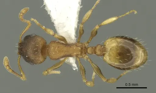 Temnothorax ariadnae specimen CASENT0906678 image casent0906678_1
