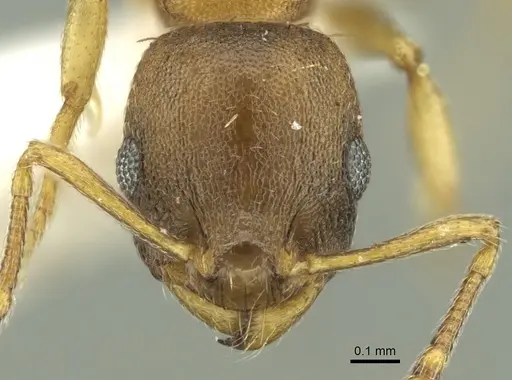 Temnothorax ariadnae specimen CASENT0906678 image casent0906678_2