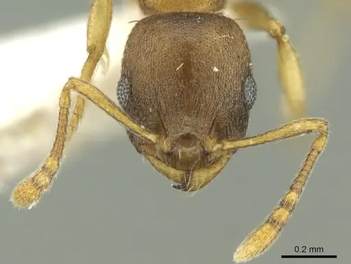 Temnothorax ariadnae specimen CASENT0906678 image casent0906678_3