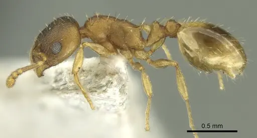 Temnothorax ariadnae specimen CASENT0906678 image casent0906678_4