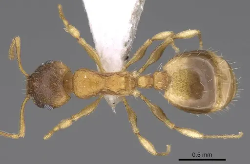 Temnothorax ariadnae specimen CASENT0914694 image casent0914694_1