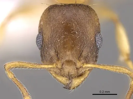 Temnothorax ariadnae specimen CASENT0914694 image casent0914694_2