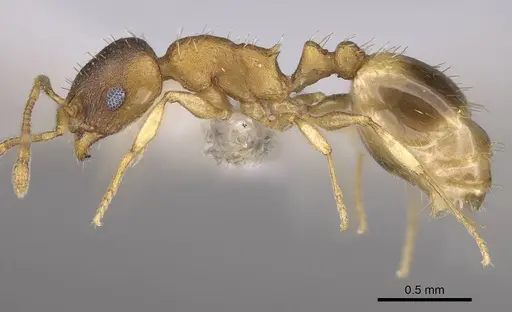 Temnothorax ariadnae specimen CASENT0914694 image casent0914694_3