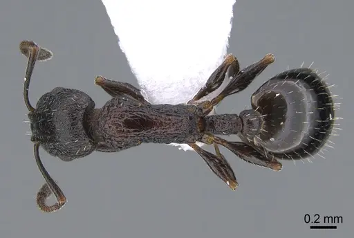 Temnothorax arkasi specimen CASENT0923717 image casent0923717_1