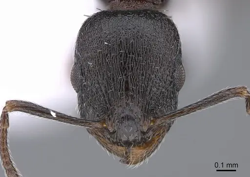 Temnothorax arkasi specimen CASENT0923717 image casent0923717_2
