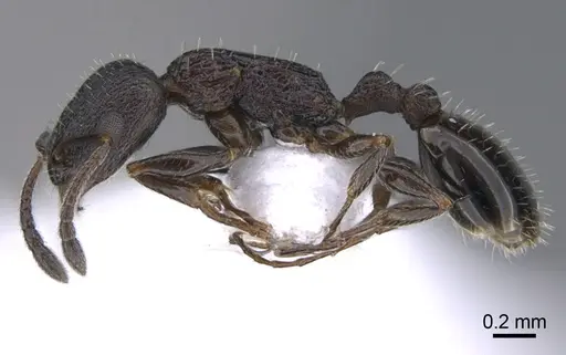 Temnothorax arkasi specimen CASENT0923717 image casent0923717_3