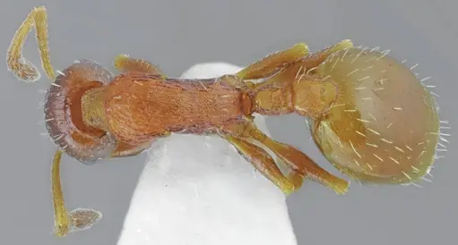 Temnothorax arnoldii specimen ANTWEB1008960 image antweb1008960_1