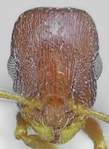 Temnothorax arnoldii specimen ANTWEB1008960 image antweb1008960_2