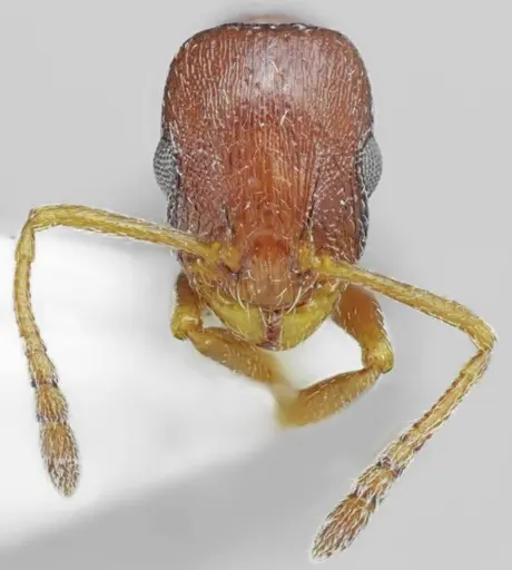 Temnothorax arnoldii specimen ANTWEB1008960 image antweb1008960_3