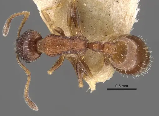 Temnothorax arnoldii specimen CASENT0917465 image casent0917465_1