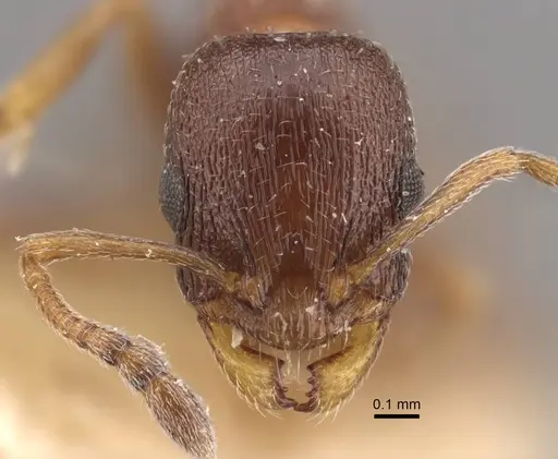 Temnothorax arnoldii specimen CASENT0917465 image casent0917465_2