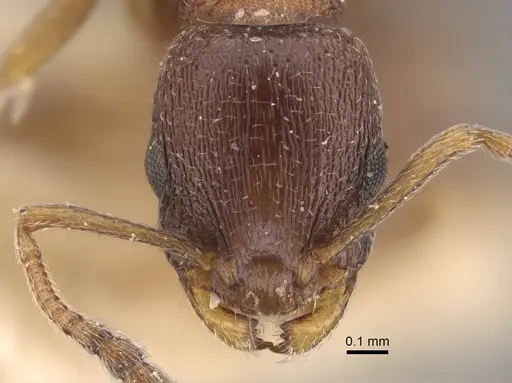 Temnothorax arnoldii specimen CASENT0917465 image casent0917465_3