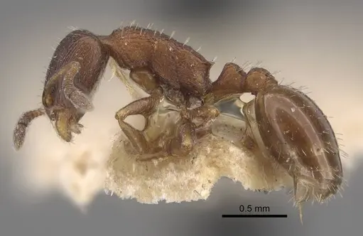 Temnothorax arnoldii specimen CASENT0917465 image casent0917465_4