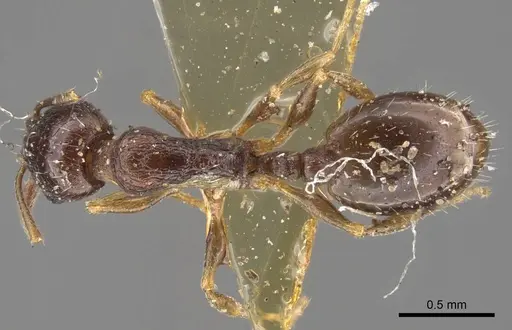 Temnothorax arpini specimen CASENT0917449 image casent0917449_1