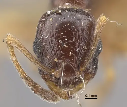 Temnothorax arpini specimen CASENT0917449 image casent0917449_2