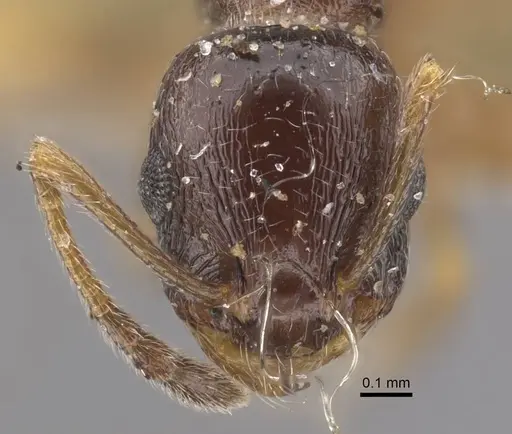 Temnothorax arpini specimen CASENT0917449 image casent0917449_3