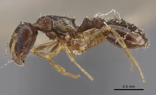 Temnothorax arpini specimen CASENT0917449 image casent0917449_4