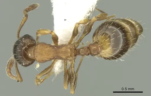 Temnothorax artvinensis specimen CASENT0906683 image casent0906683_1