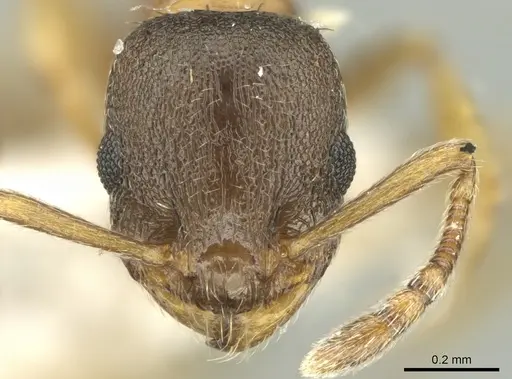Temnothorax artvinensis specimen CASENT0906683 image casent0906683_2