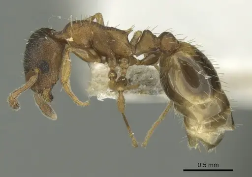 Temnothorax artvinensis specimen CASENT0906683 image casent0906683_3
