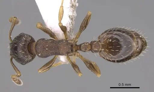 Temnothorax artvinensis specimen CASENT0914702 image casent0914702_1