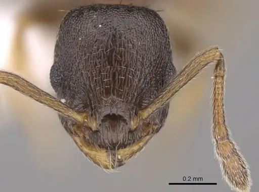 Temnothorax artvinensis specimen CASENT0914702 image casent0914702_2