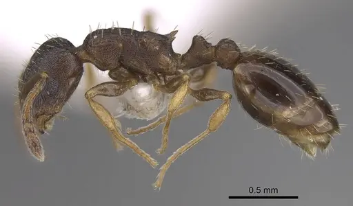 Temnothorax artvinensis specimen CASENT0914702 image casent0914702_3
