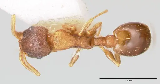Temnothorax artvinensis specimen FOCOL1361 image focol1361_1