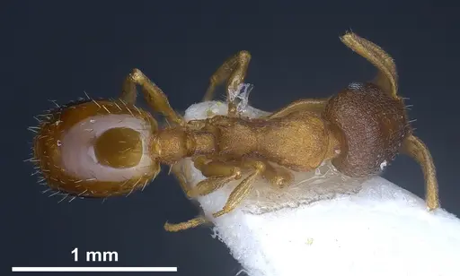 Temnothorax artvinensis specimen FOCOL1361 image focol1361_2