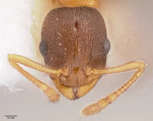 Temnothorax artvinensis specimen FOCOL1361 image focol1361_3