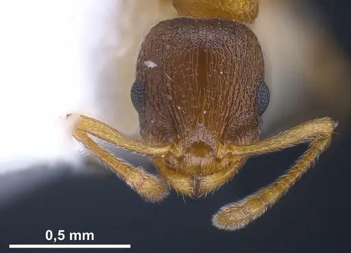 Temnothorax artvinensis specimen FOCOL1361 image focol1361_4