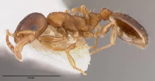 Temnothorax artvinensis specimen FOCOL1361 image focol1361_5