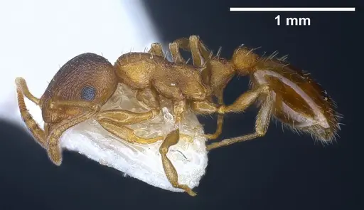 Temnothorax artvinensis specimen FOCOL1361 image focol1361_6