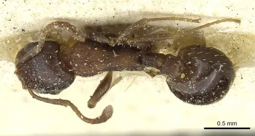 Temnothorax atlantis specimen CASENT0912894 image casent0912894_1