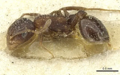 Temnothorax atlantis specimen CASENT0912894 image casent0912894_3