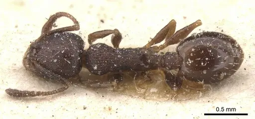 Temnothorax atlantis specimen CASENT0912895 image casent0912895_1