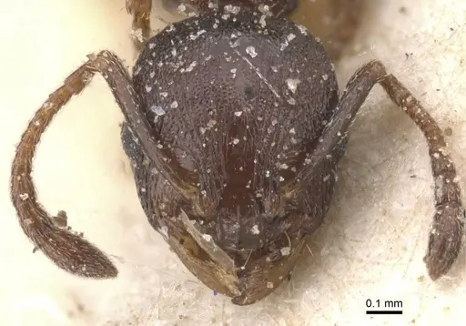 Temnothorax atlantis specimen CASENT0912895 image casent0912895_2