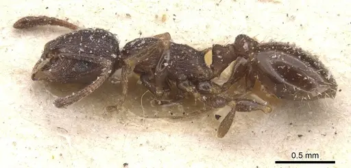 Temnothorax atlantis specimen CASENT0912895 image casent0912895_3