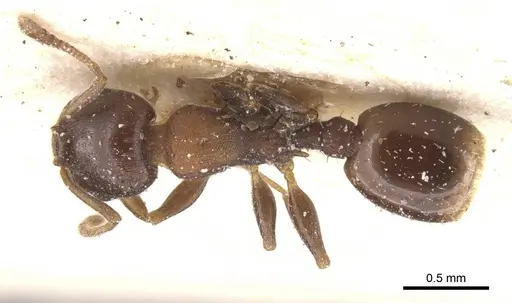 Temnothorax atlantis specimen CASENT0912896 image casent0912896_1