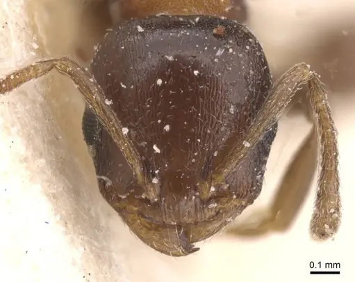 Temnothorax atlantis specimen CASENT0912896 image casent0912896_2