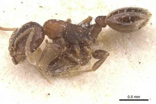 Temnothorax atlantis specimen CASENT0912896 image casent0912896_3