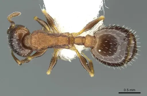 Temnothorax atlantis specimen CASENT0912953 image casent0912953_1