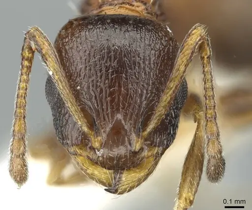 Temnothorax atlantis specimen CASENT0912953 image casent0912953_2