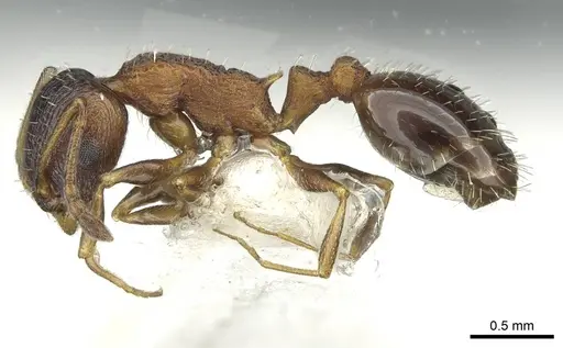 Temnothorax atlantis specimen CASENT0912953 image casent0912953_3