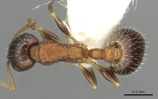 Temnothorax atlantis specimen CASENT0915388 image casent0915388_1