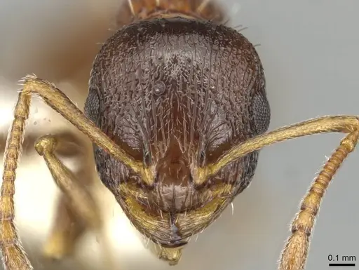 Temnothorax atlantis specimen CASENT0915388 image casent0915388_2