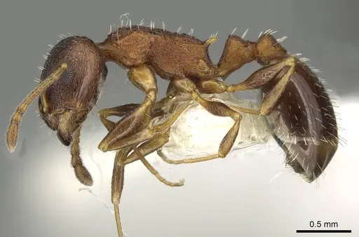 Temnothorax atlantis specimen CASENT0915388 image casent0915388_3